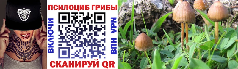 Псилоцибиновые грибы Psilocybine cubensis  Тихвин 